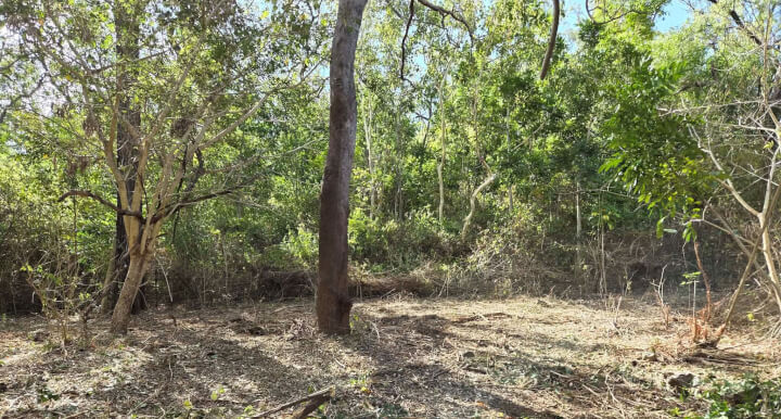 <b>VEGETATION MAINTENANCE</b>